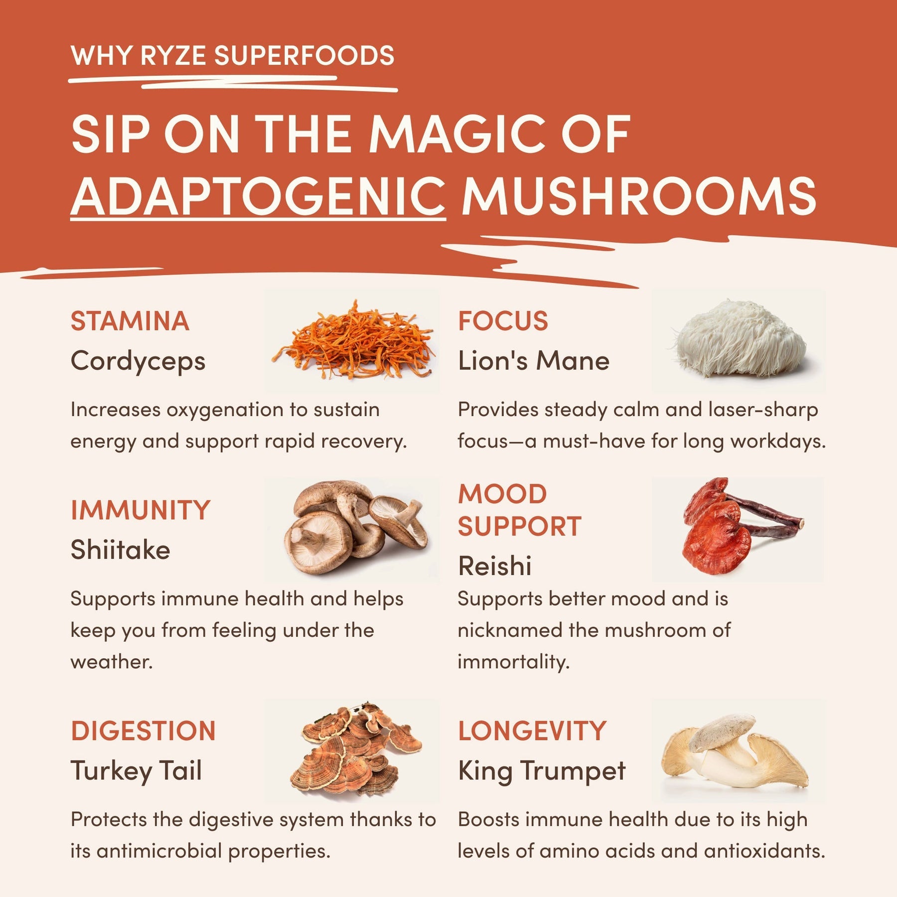Vanilla + Mocha Superfood Creamer